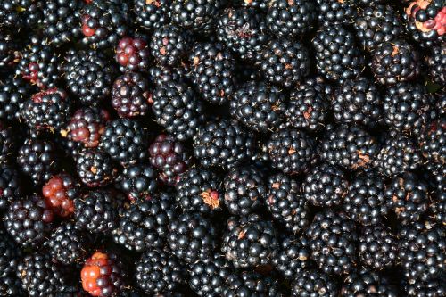 blackberries background black