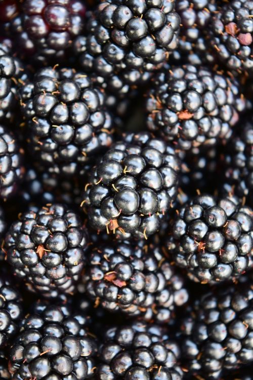 blackberries background close