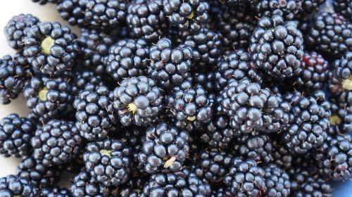 blackberries fruits sweet