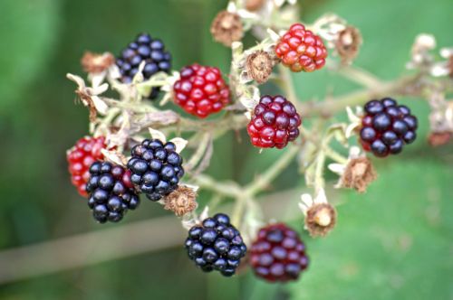 blackberries rubus sectio rubus fruits