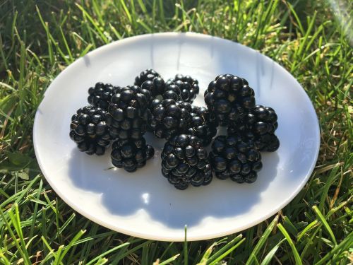 blackberries plate grass