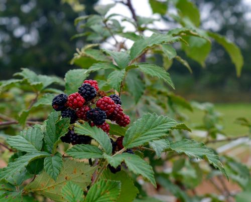 blackberries fruit berries