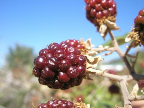 blackberries blackberry berries