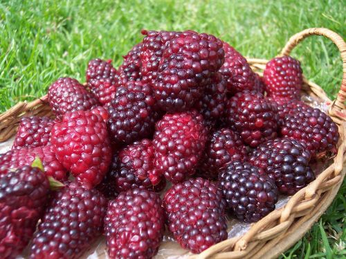 blackberries nature fruit