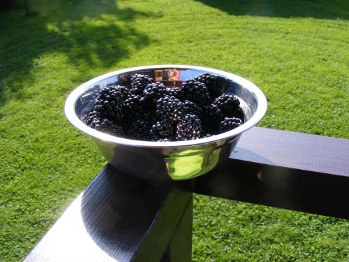 blackberries fruit fruits
