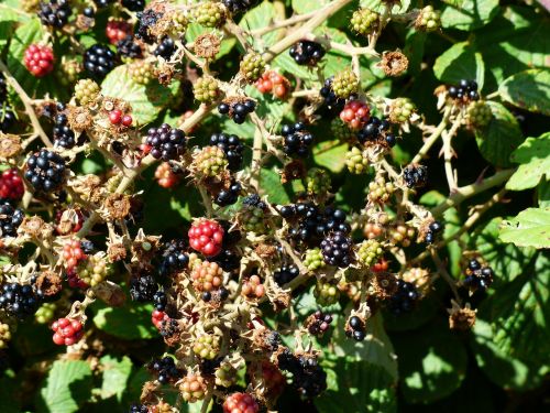 blackberries rubus sectio rubus berries