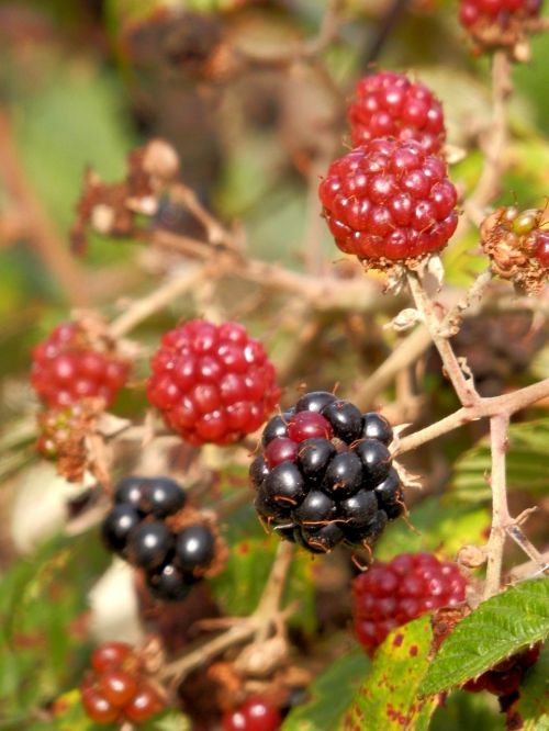 blackberries wild fruits zarza