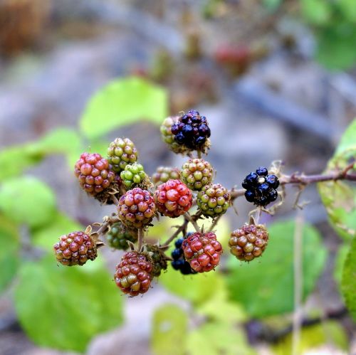 blackberries fruits wild