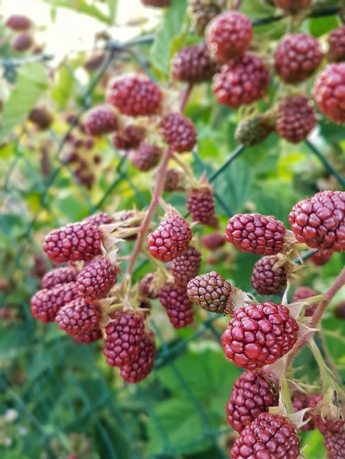 blackberries berries nature