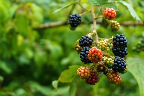 blackberries fruits berries