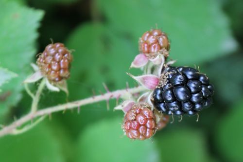 blackberries bush bramble