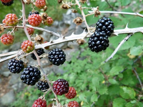 blackberries red fruits collection