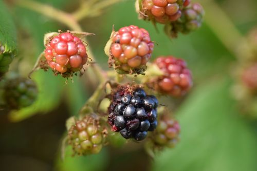 blackberries macro n