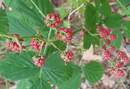 blackberries forest leaves