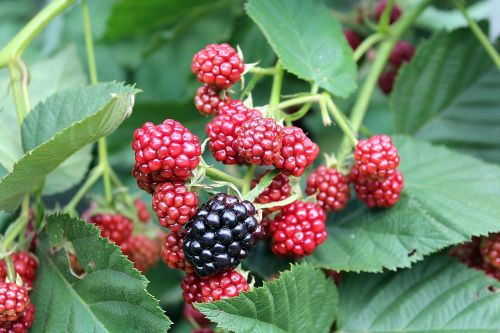 blackberries fruit bush