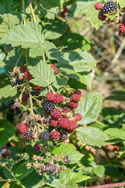 blackberries bush berries