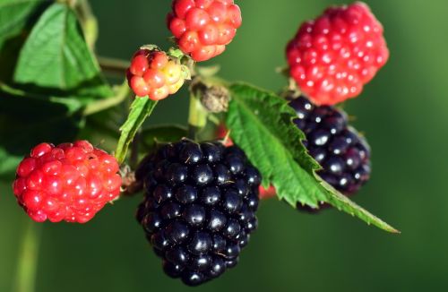 blackberries black ripe
