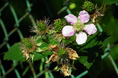 blackberries  flower  nature