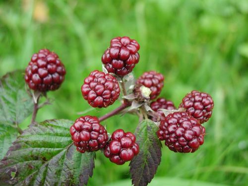 blackberries wild berries