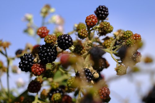 blackberries  berry  bed