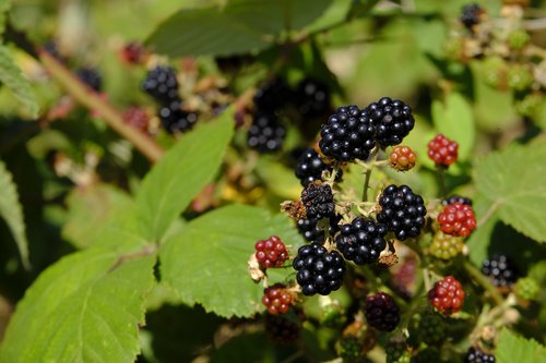 blackberries  berry  bed