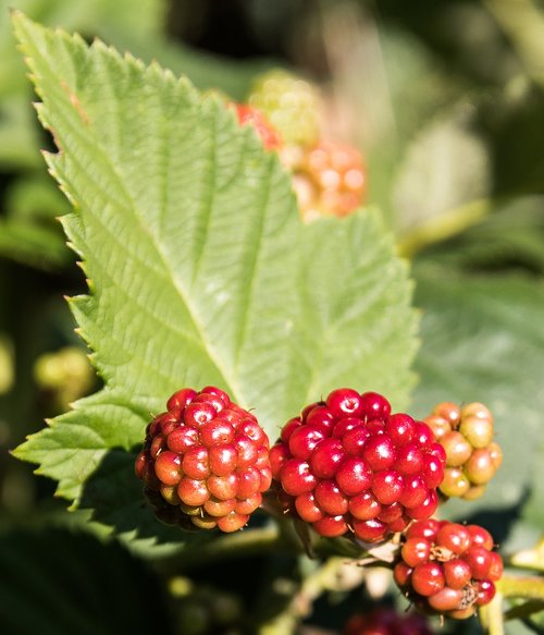 blackberries  fruit  berries