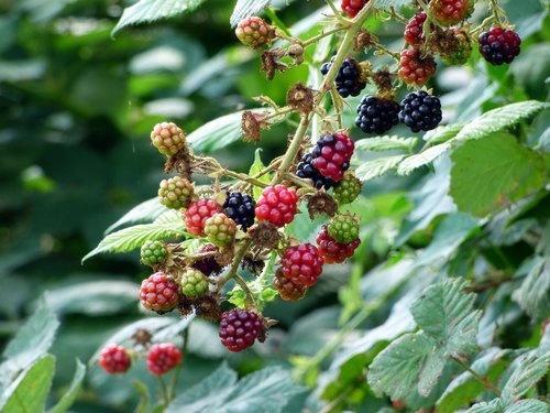 blackberries  wild  nature