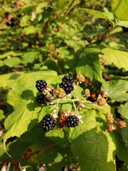 blackberries  blackberry  plant