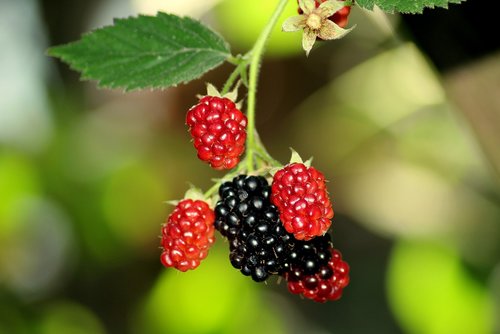 blackberries  fruit  summer