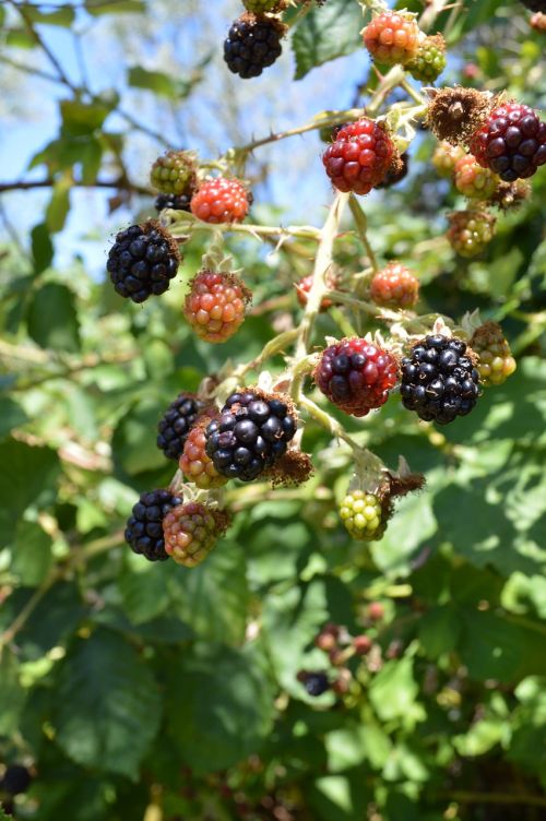 blackberries food fruit