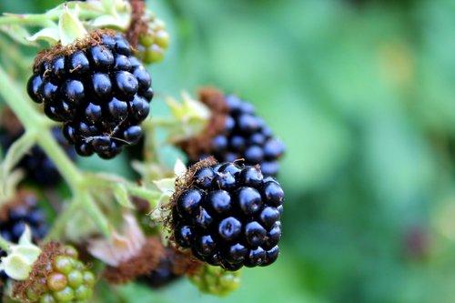blackberries  burr  fruit