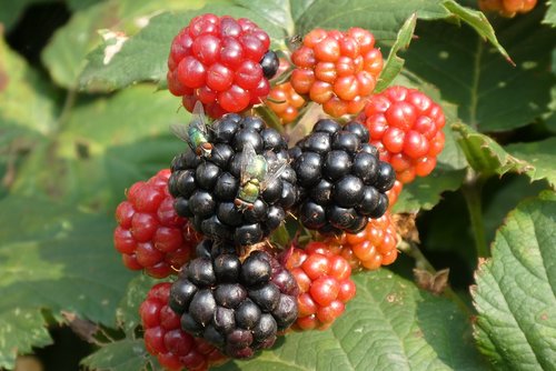 blackberries  ripe  fruits