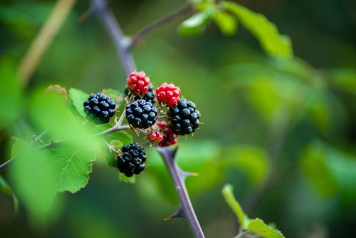 blackberries  fruits  fruit