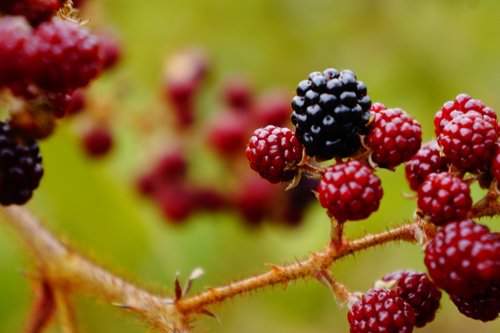blackberries  berries  fresh