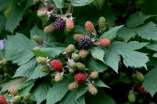 blackberries berries ripening