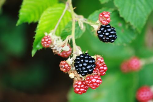 blackberries fruit garden