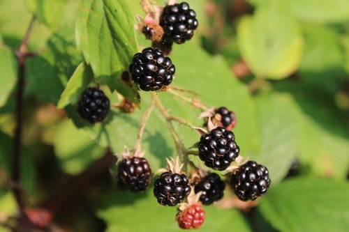 blackberries  forest  wild berries