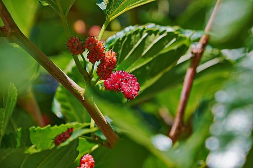 blackberries  colorful  plant