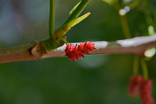 blackberries  colorful  plant