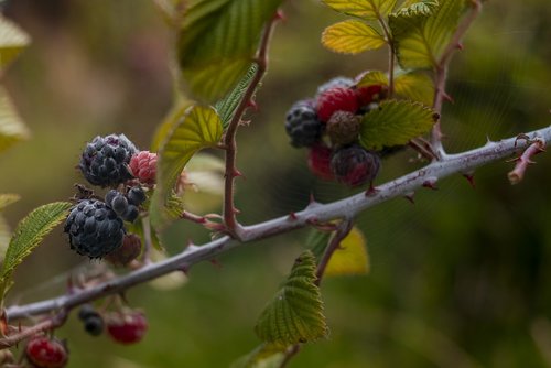 blackberries  flower  nature