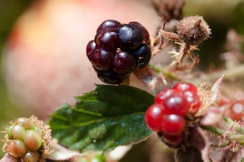 blackberries rubus sectio rubus wildwachsend