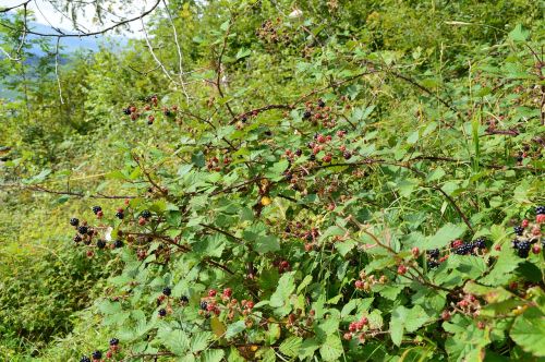 blackberries forest nature