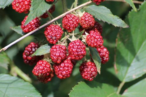 blackberries rubus sectio rubus fruits