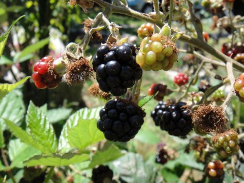 blackberries fruit wild