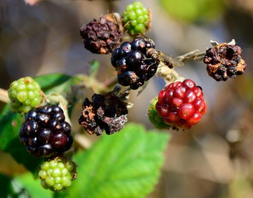 blackberries autumn dry