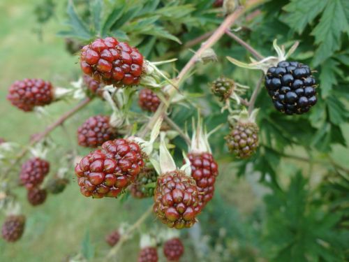 blackberries berries nature
