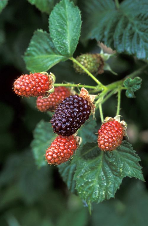 blackberries growing plant