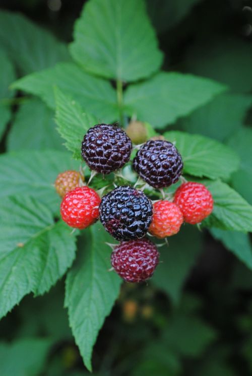 blackberries fruits plant