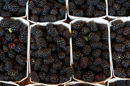 blackberries eat berries