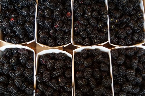 blackberries berries healthy